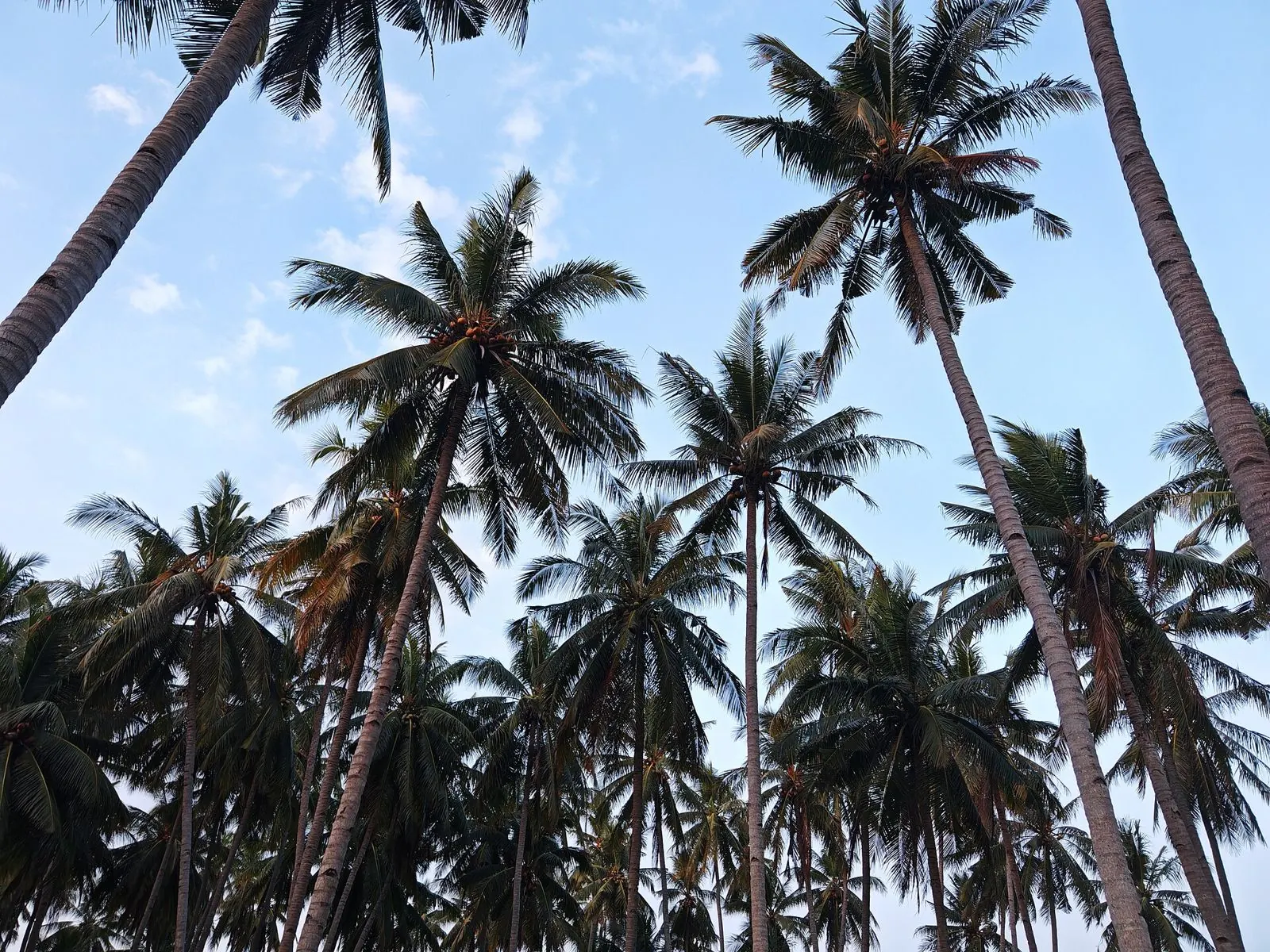 Coconut palm plantation in Banyuwangi, East Java