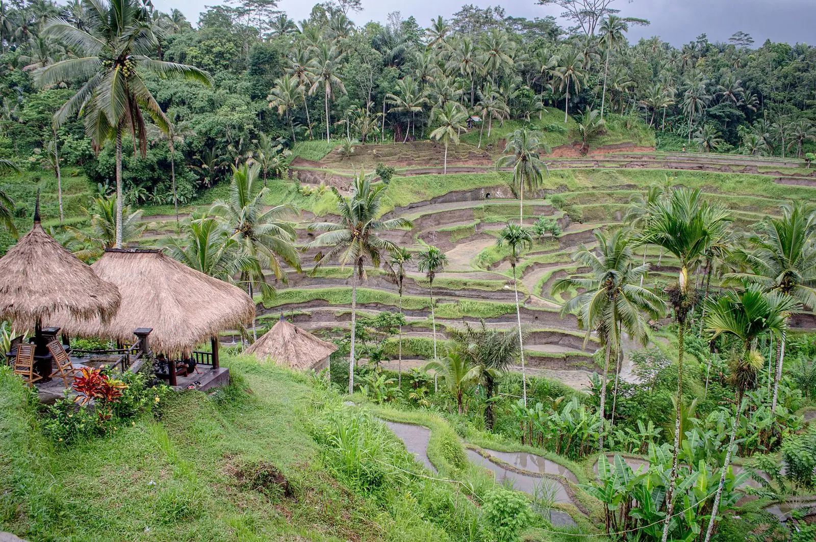 Tegallalang rice terraces in Bali