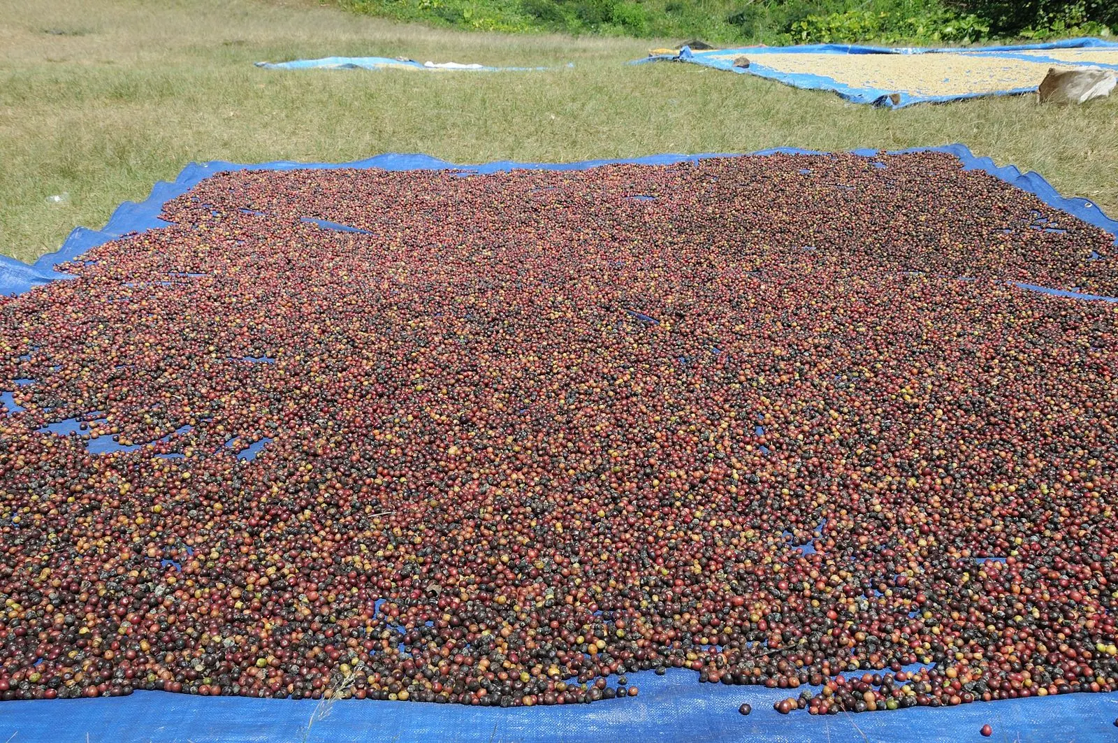 Coffee cherries sun-drying in Wae Rebo, Flores