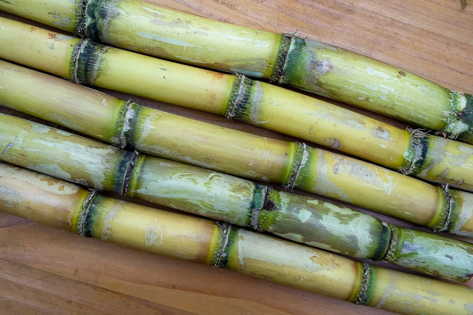 Freshly harvested sugarcane stalks
