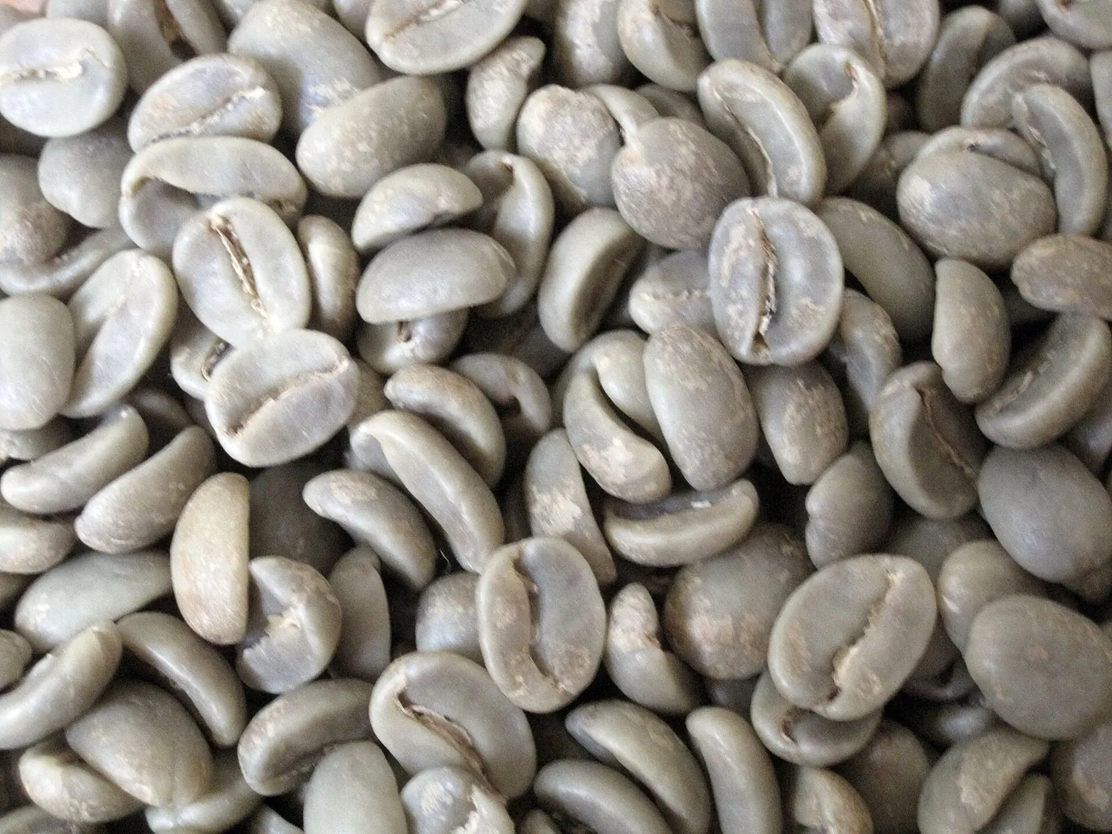 Close-up of green coffee beans