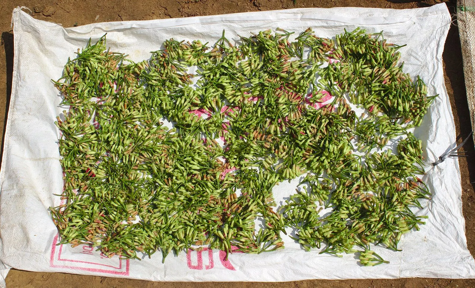 Cloves drying in the sun