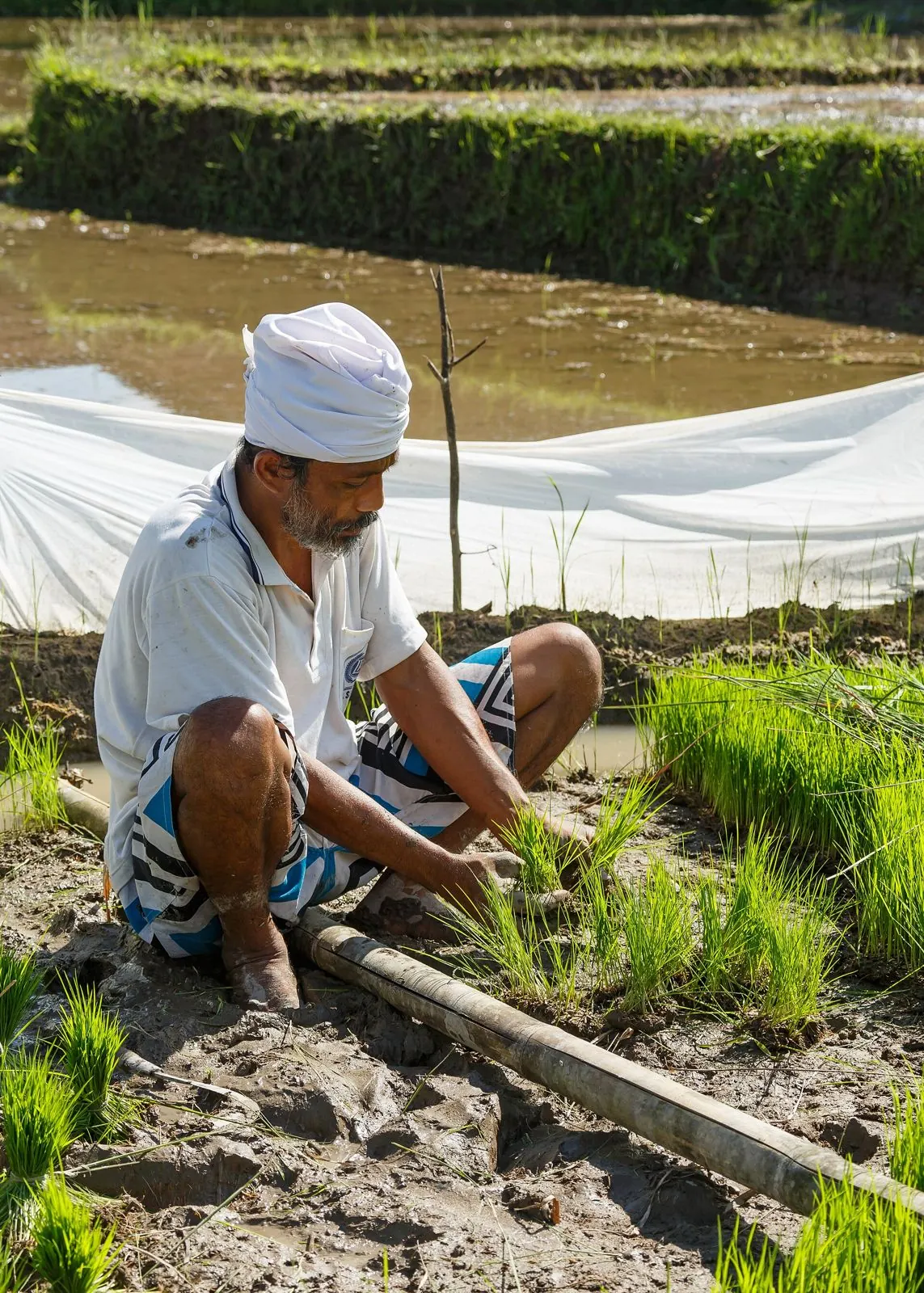 Farmer planting rice seedlings in Gianyar, Bali