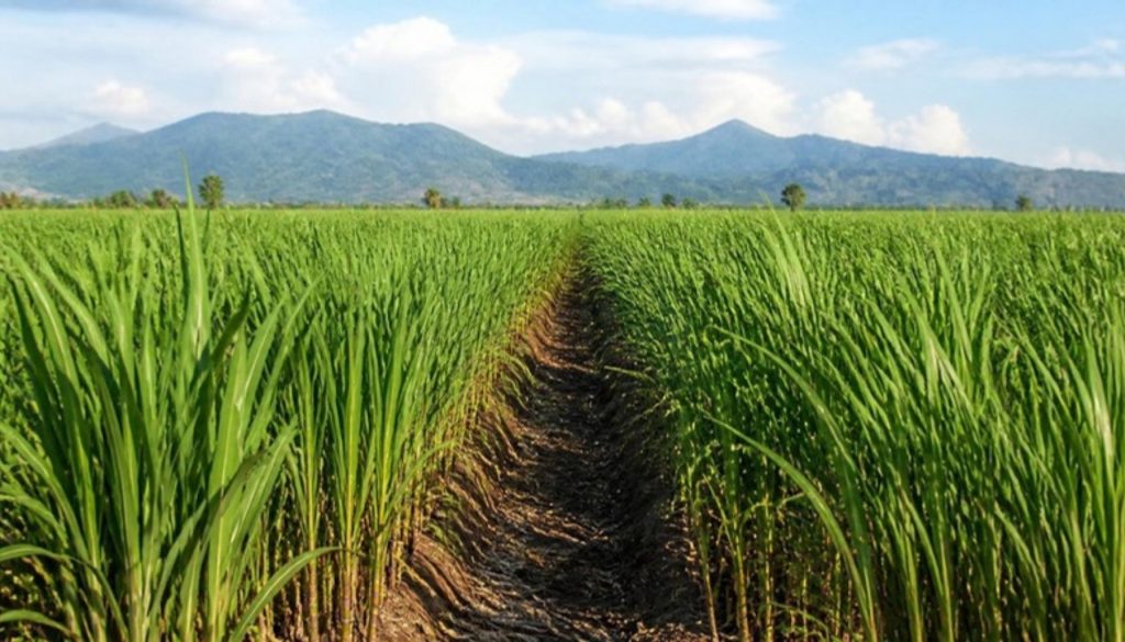 Green sugarcane field under tropical sunlight in Indonesia