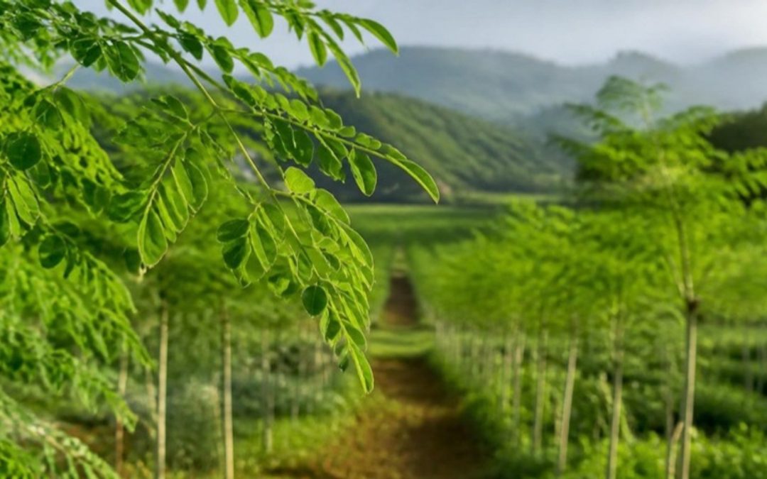 Indonesian Moringa: A Natural Ingredient for the Global Market